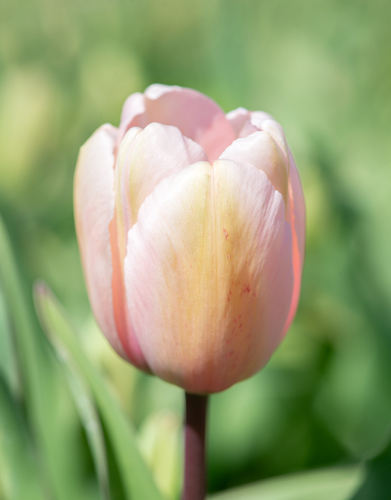 Tulp  Tulipa 'Salmon Impression', BIO