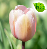 Tulp  Tulipa 'Salmon Impression', BIO