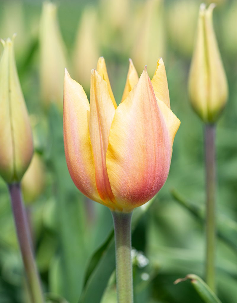 Tulp  Tulipa 'Blushing Lady', BIO