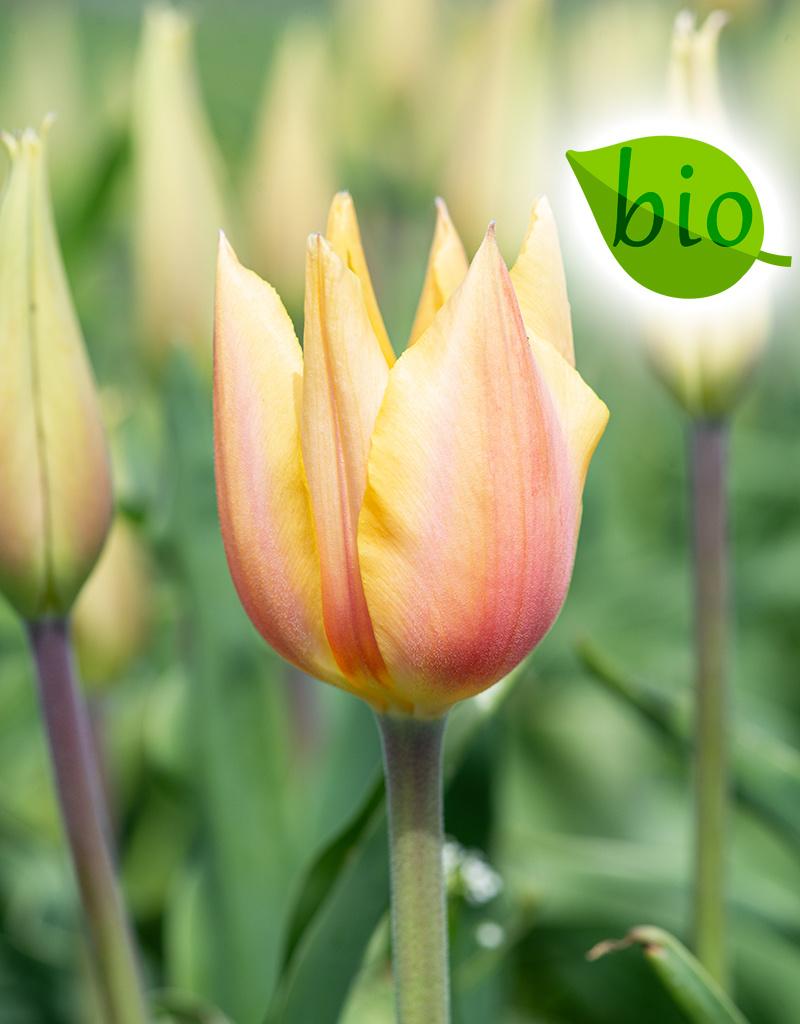 Tulp  Tulipa 'Blushing Lady', BIO