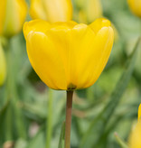 Tulp  Tulipa 'Muscadet', BIO