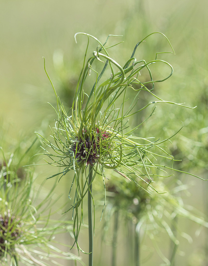 Look (kraai)  Allium vineale 'Hair' (Kraailook)