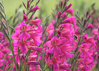 GLADIOLUS - gladiool