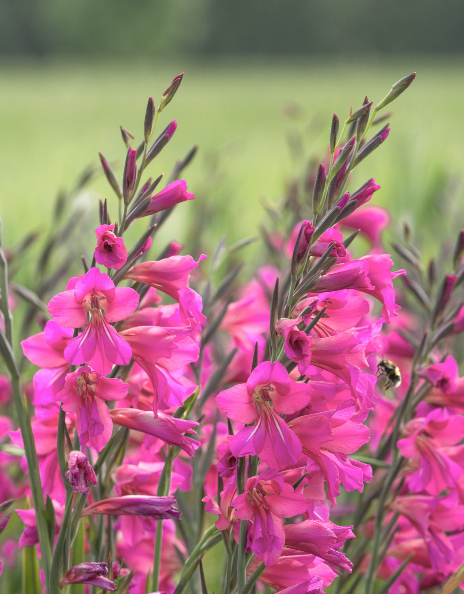 Gladiool  Gladiolus communis ssp. byzantinus (Byzantijnse gladiool)