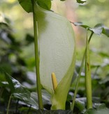 Aronskelk  Arum italicum (Italiaanse aronskelk) - Stinzenplant