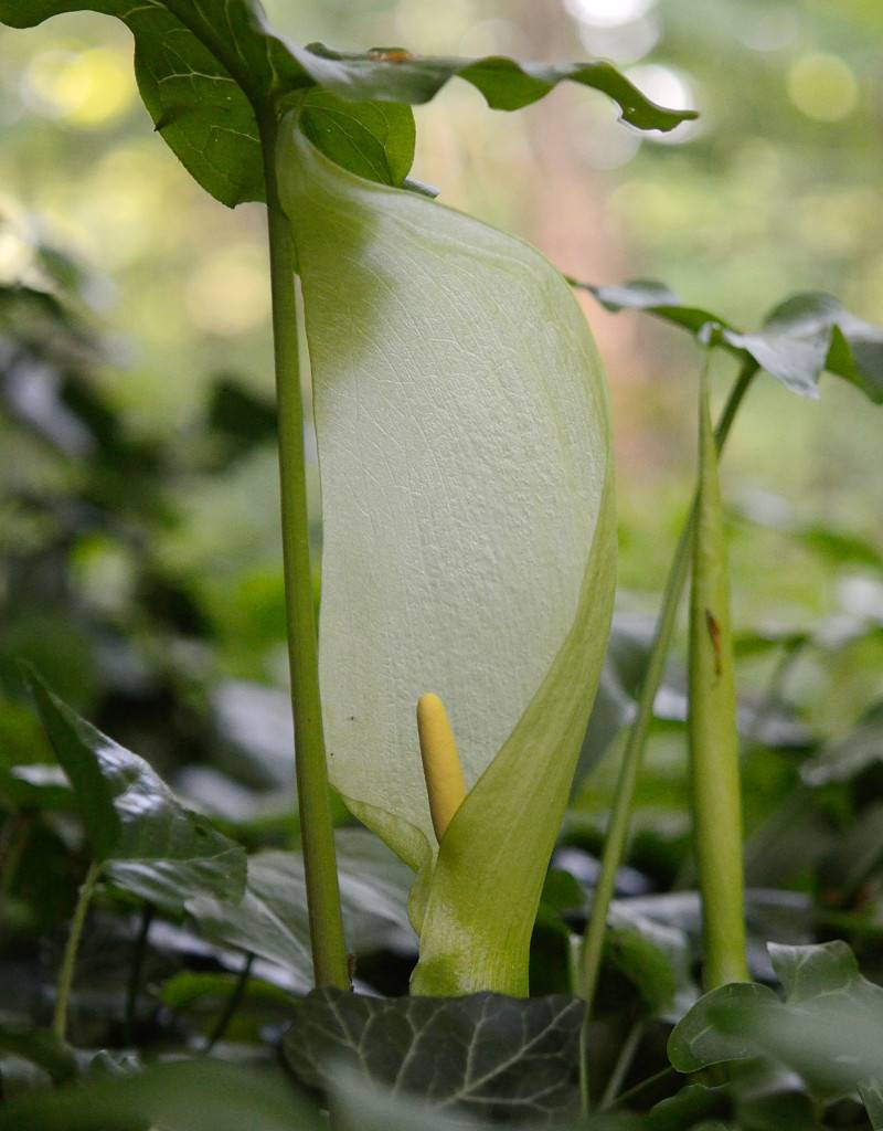 Aronskelk  Arum italicum (Italiaanse aronskelk) - Stinzenplant