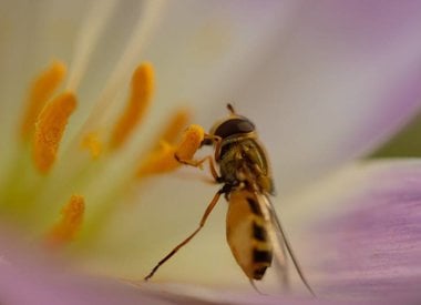 BIOLOGISCHE BLOEMBOLLEN