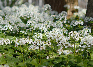 PACHYPHRAGMA - kaukasische look