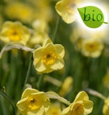Narcis  Narcissus 'Sun Disc', BIO - AANBIEDING