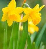 Narcis  Narcissus 'Tête-à-Tête', BIO - AANBIEDING