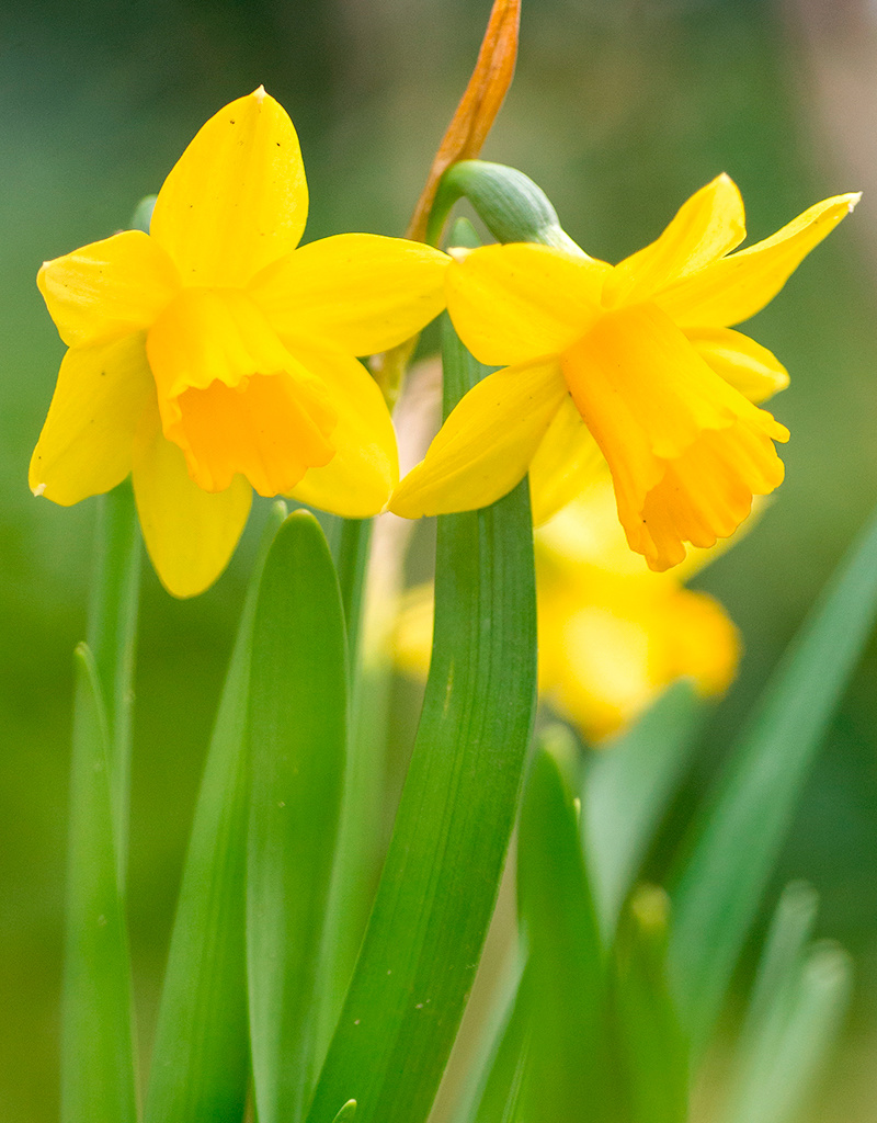 Narcis  Narcissus 'Tête-à-Tête', BIO - AANBIEDING