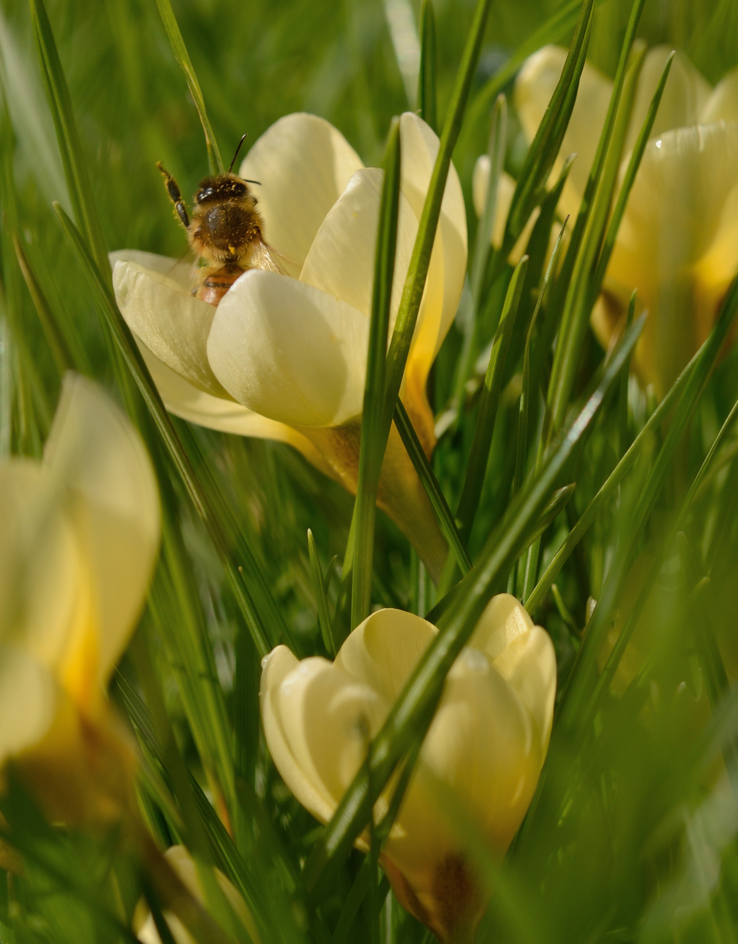 Krokus  Crocus chrysanthus 'Romance', BIO - AANBIEDING