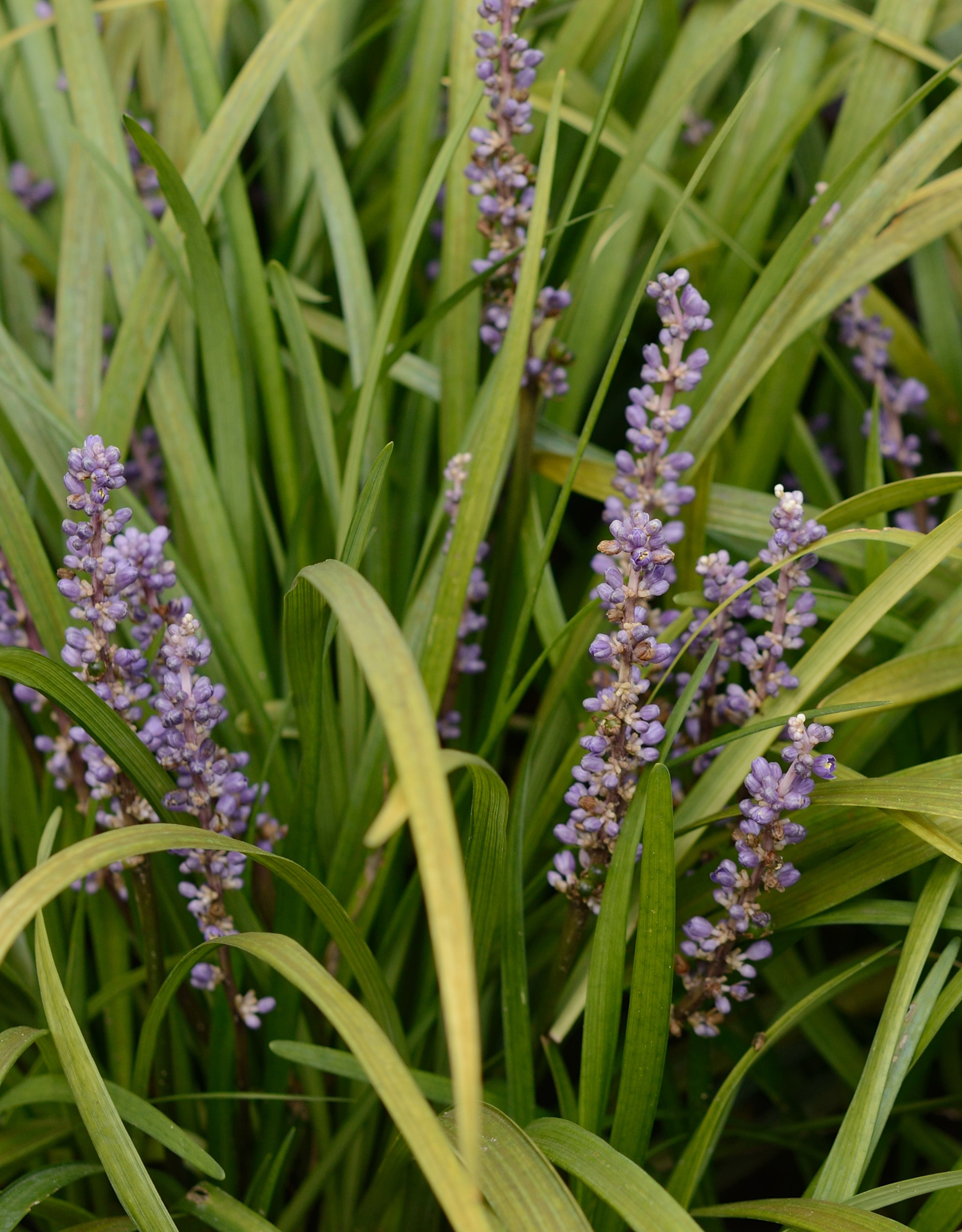 Leliegras  Liriope muscari 'Big Blue' (Leliegras) -  in pot