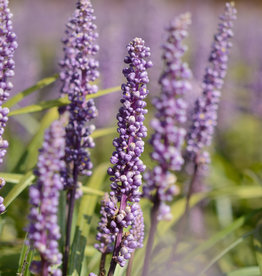 Leliegras  Liriope muscari 'Moneymaker' - in pot
