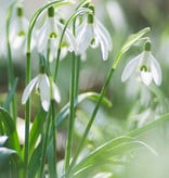 Sneeuwklokje  Galanthus enkelbloeiend (sneeuwklokje) - Stinzenplant - 100 stuks voor 4m2 - XL voordeelverpakking