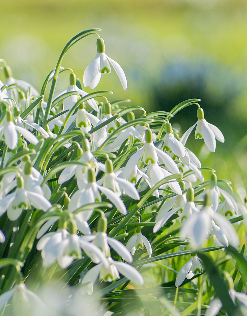 Sneeuwklokje  Galanthus enkelbloeiend (sneeuwklokje) - Stinzenplant - 100 stuks voor 4m2 - XL voordeelverpakking