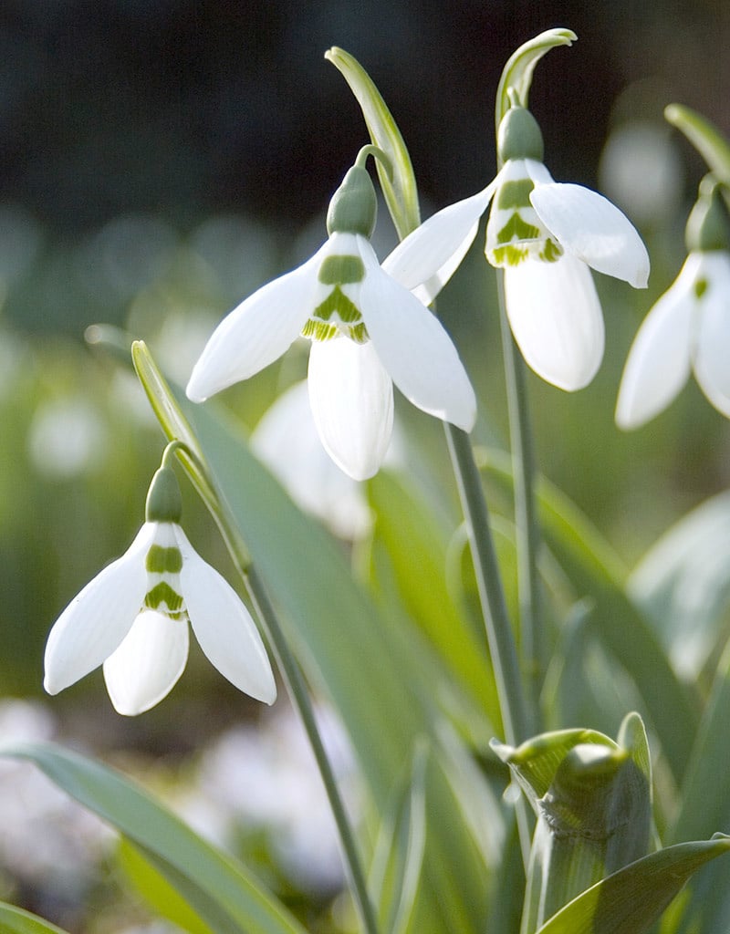 Sneeuwklokje  Galanthus elwesii (Groot sneeuwklokje) - Stinzenplant - AANBIEDING