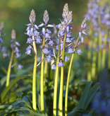 Hyacint (spaanse)  Hyacinthoides hispanica blauw (Spaanse hyacint) - Stinzenplant - AANBIEDING