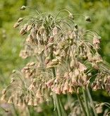 Bulgaarse ui  Nectaroscordum siculum (Bulgaarse ui) - AANBIEDING