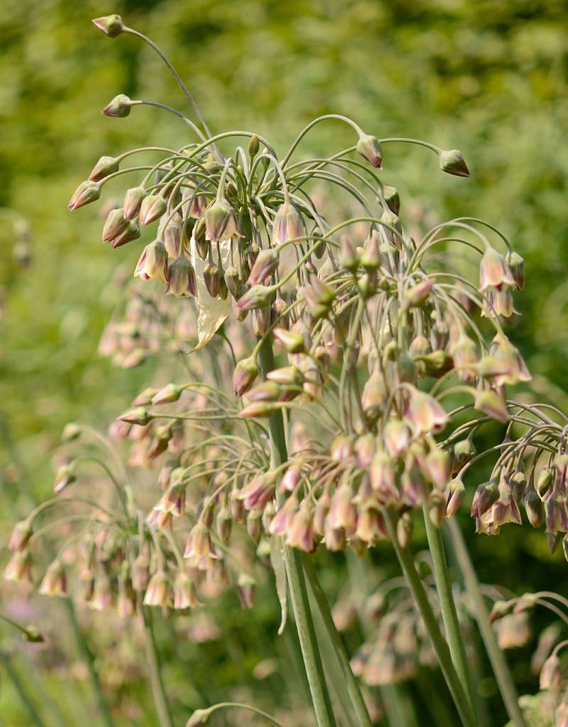 Bulgaarse ui  Nectaroscordum siculum (Bulgaarse ui) - AANBIEDING