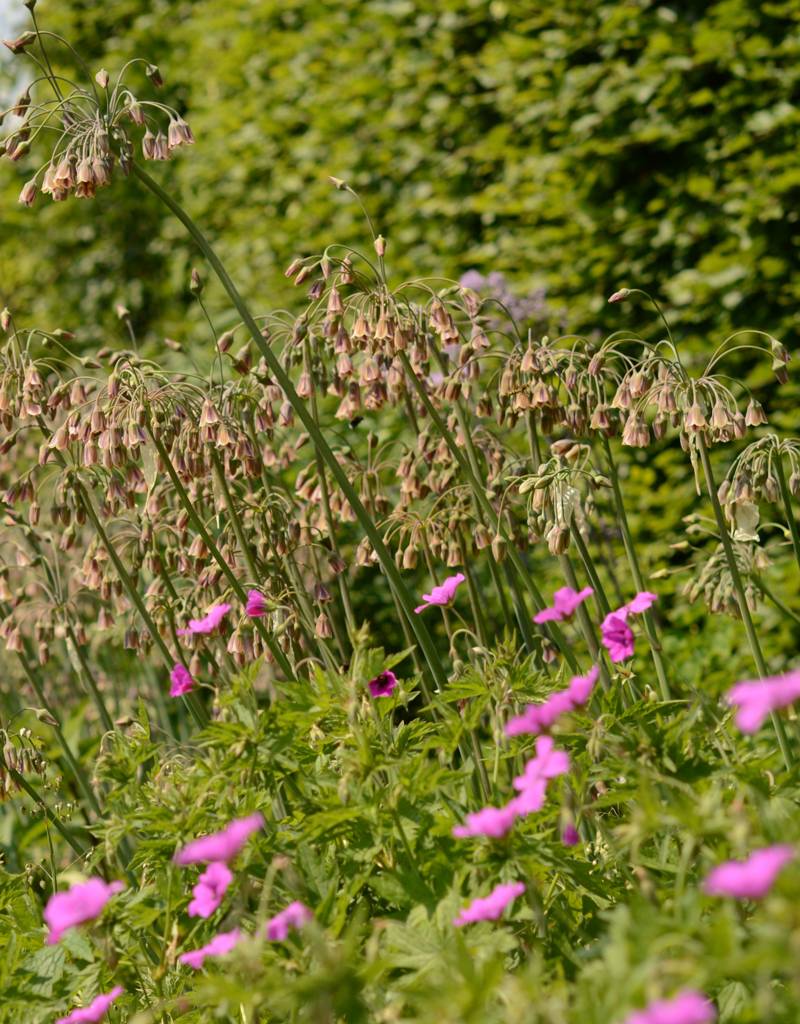 Bulgaarse ui  Nectaroscordum siculum (Bulgaarse ui) - AANBIEDING