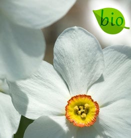 Narcis (dichters)  Narcissus poeticus var. recurvus, BIO - AANBIEDING