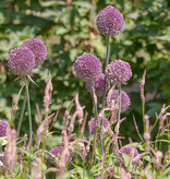 Sierui  Allium 'Summer Drummer' (Sierui) - AANBIEDING