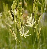 Indianenbloem  Camassia leichtlinii 'Alba' (Indianenbloem) - AANBIEDING