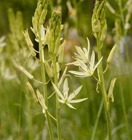Indianenbloem  Camassia leichtlinii 'Alba' - AANBIEDING