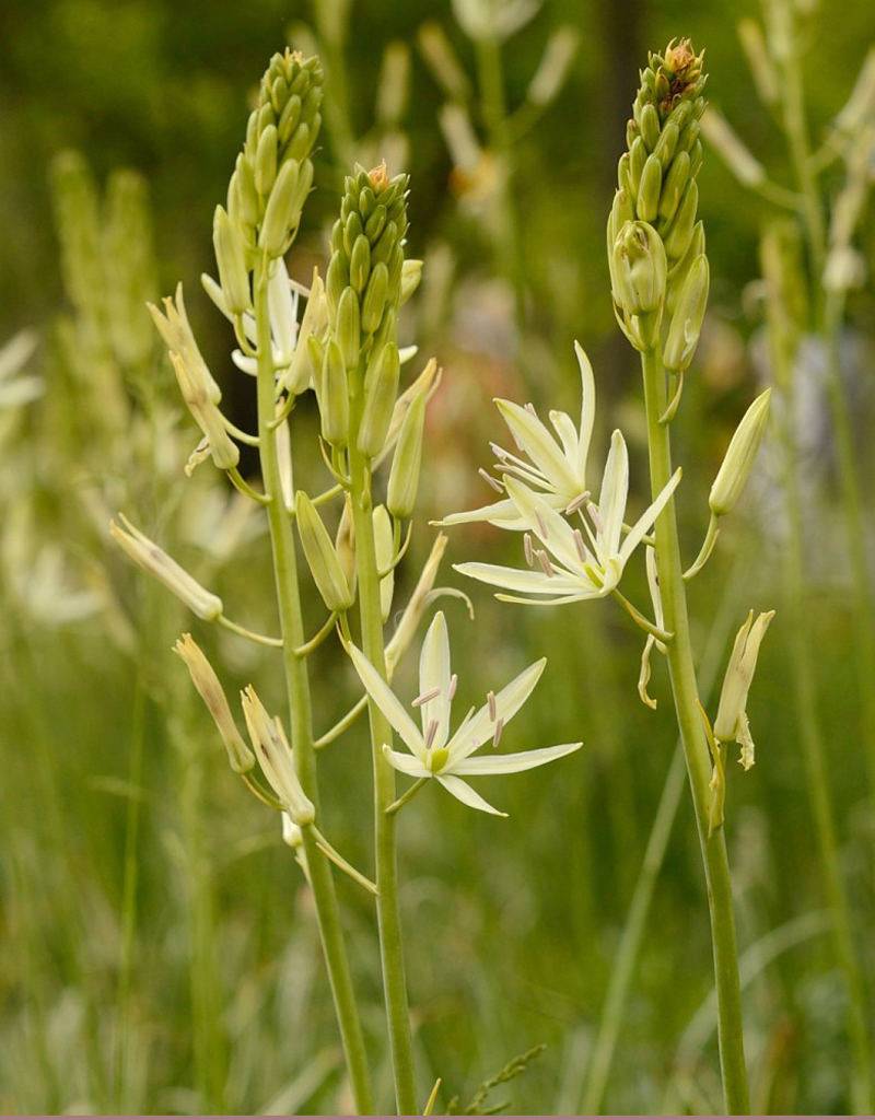 Indianenbloem  Camassia leichtlinii 'Alba' (Indianenbloem) - AANBIEDING