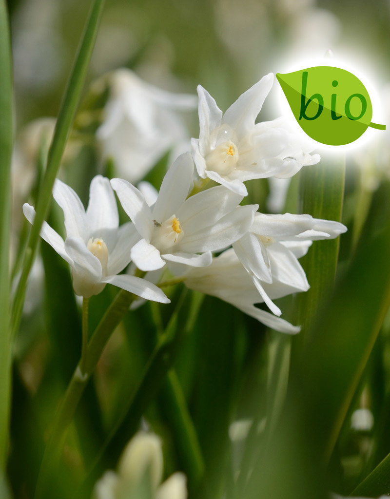 Buishyacint  Puschkinia scilloides var. libanotica 'Alba' (Buishyacint), BIO - AANBIEDING