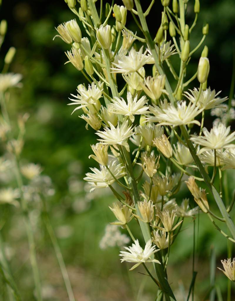 Indianenbloem  Camassia leichtlinii 'Semiplena' (Indianenbloem) - AANBIEDING