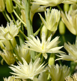 Indianenbloem  Camassia leichtlinii 'Semiplena' (Indianenbloem) - AANBIEDING