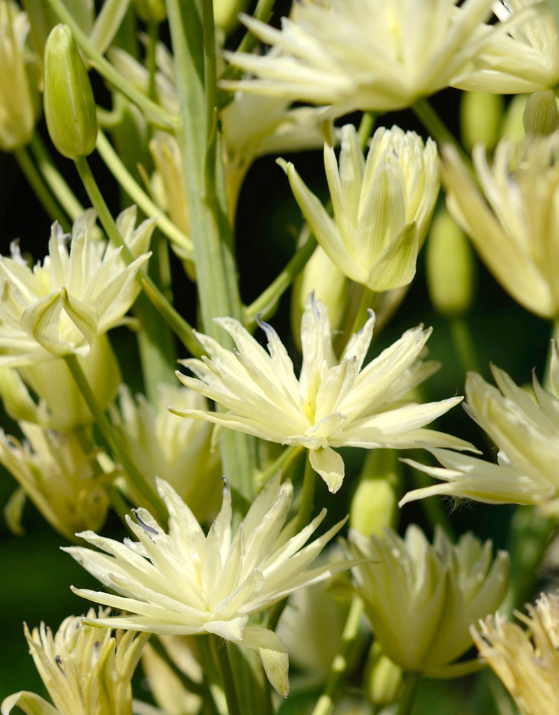 Indianenbloem  Camassia leichtlinii 'Semiplena' (Indianenbloem) - AANBIEDING