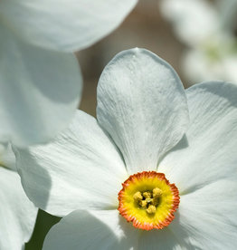 Narcis (dichters)  Narcissus poeticus var. recurvus - AANBIEDING
