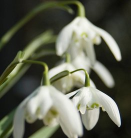Sneeuwklokje (cultivar)  Galanthus nivalis 'Flore Pleno' - AANBIEDING