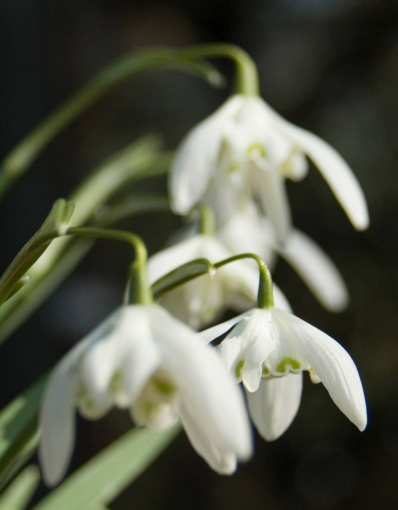 Sneeuwklokje (cultivar)  Galanthus nivalis 'Flore Pleno' - Stinzenplant - AANBIEDING