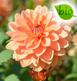 Dahlia  Dahlia 'Summer Flame', BIO