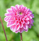 Dahlia  Dahlia 'Sandra', BIO