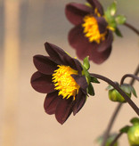 Dahlia  Dahlia 'Mexican Star', BIO