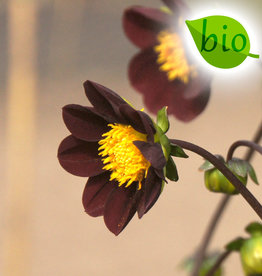 Dahlia  Dahlia 'Mexican Star', BIO