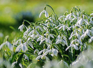 GALANTHUS-LEUCOJUM 'in het Groen' - planttijd jan/maart