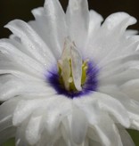 Anemoon (bos)  Anemone nemorosa 'Blue Eyes' (Bosanemoon) - Stinzenplant - (directe levering) - AANBIEDING