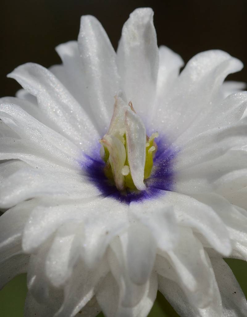 Anemoon (bos)  Anemone nemorosa 'Blue Eyes' (Bosanemoon) - Stinzenplant - (directe levering) - AANBIEDING