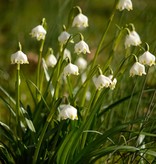 Lenteklokje  Leucojum vernum (Lenteklokje) - Stinzenplant - 'in het Groen'