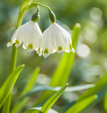 Lenteklokje  Leucojum vernum (Lenteklokje) - Stinzenplant - 'in het Groen'