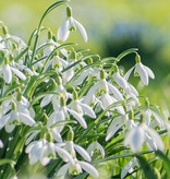 Sneeuwklokje  Galanthus nivalis (Sneeuwklokje) - Stinzenplant - 'in het Groen'