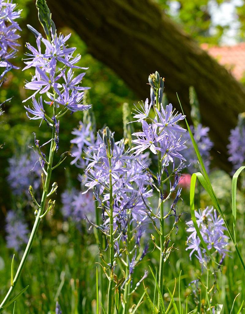 Indianenbloem  Camassia leichtlinii 'Caerulea' (Indianenbloem) - AANBIEDING