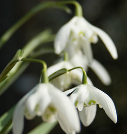 Sneeuwklokje  Galanthus nivalis 'Flore Pleno' - 'in het Groen'