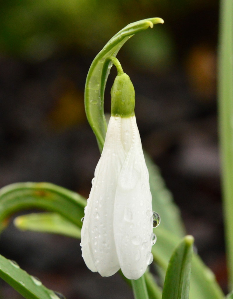 Sneeuwklokje  Galanthus 'Atkinsii' - 'in het Groen'